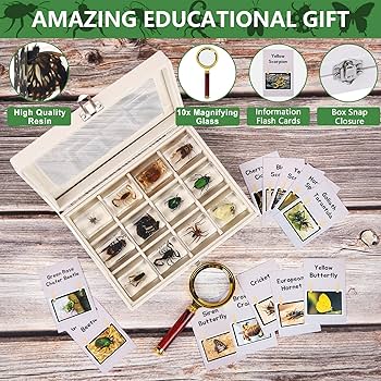 昆虫標本 Yahoo!オークション - 【12yP05611D】 希少 昆虫標本