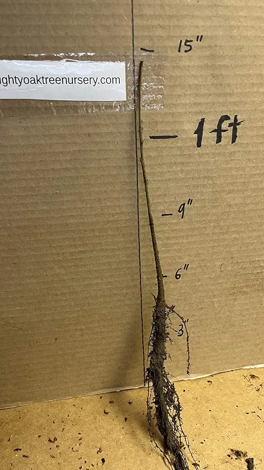 Overcup Oak Seedling — 1-Year 10–12in Nursery Plant