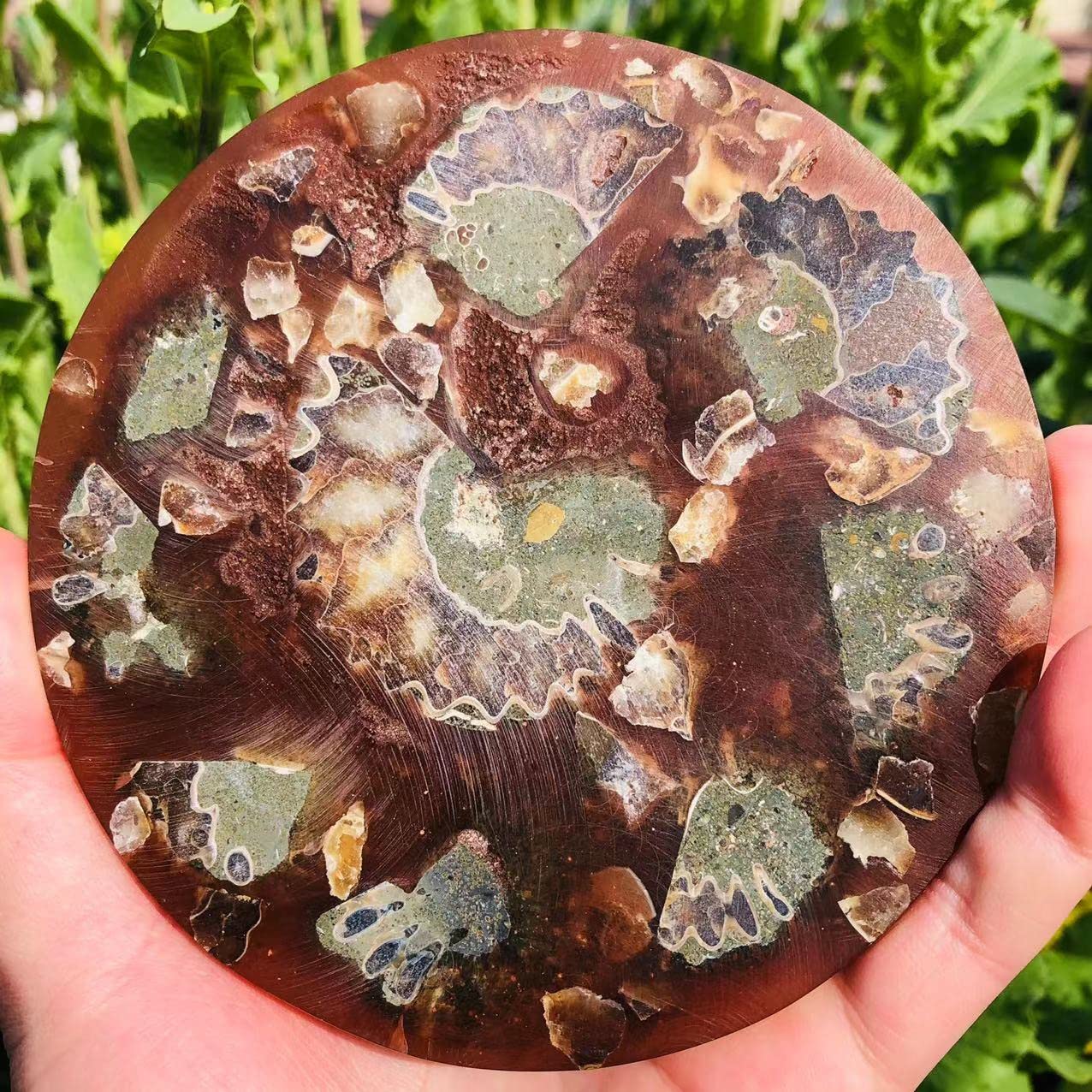 Home Kolekcje Okrągły Naturalny Kwarc Amonitowy Płyta Kryształowa Muszla Plasterek 11 cm-12 cm do kamienia 1 szt