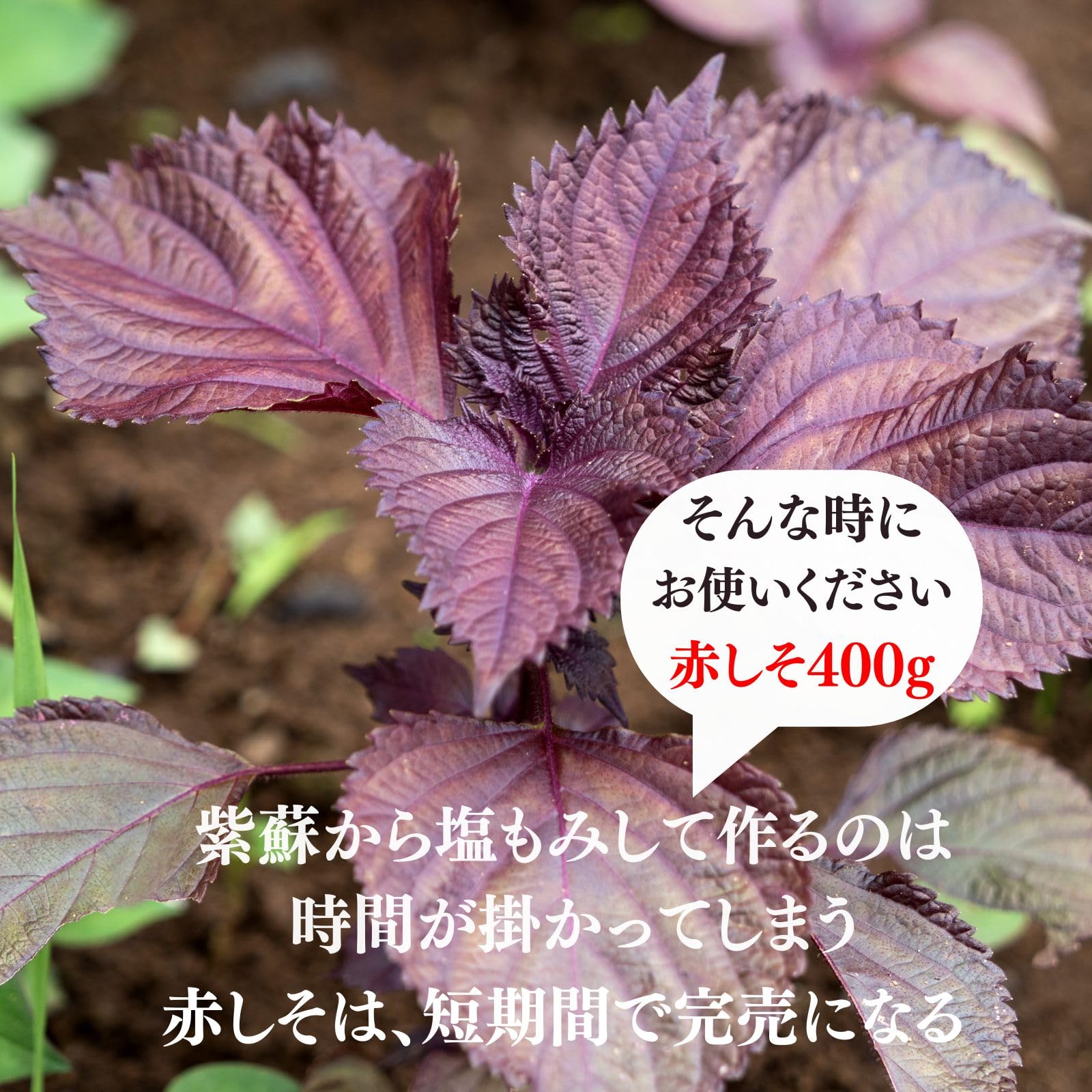 Amazon | もみしそ しその葉 赤しそ 梅干し用しその葉 国内産 400g x