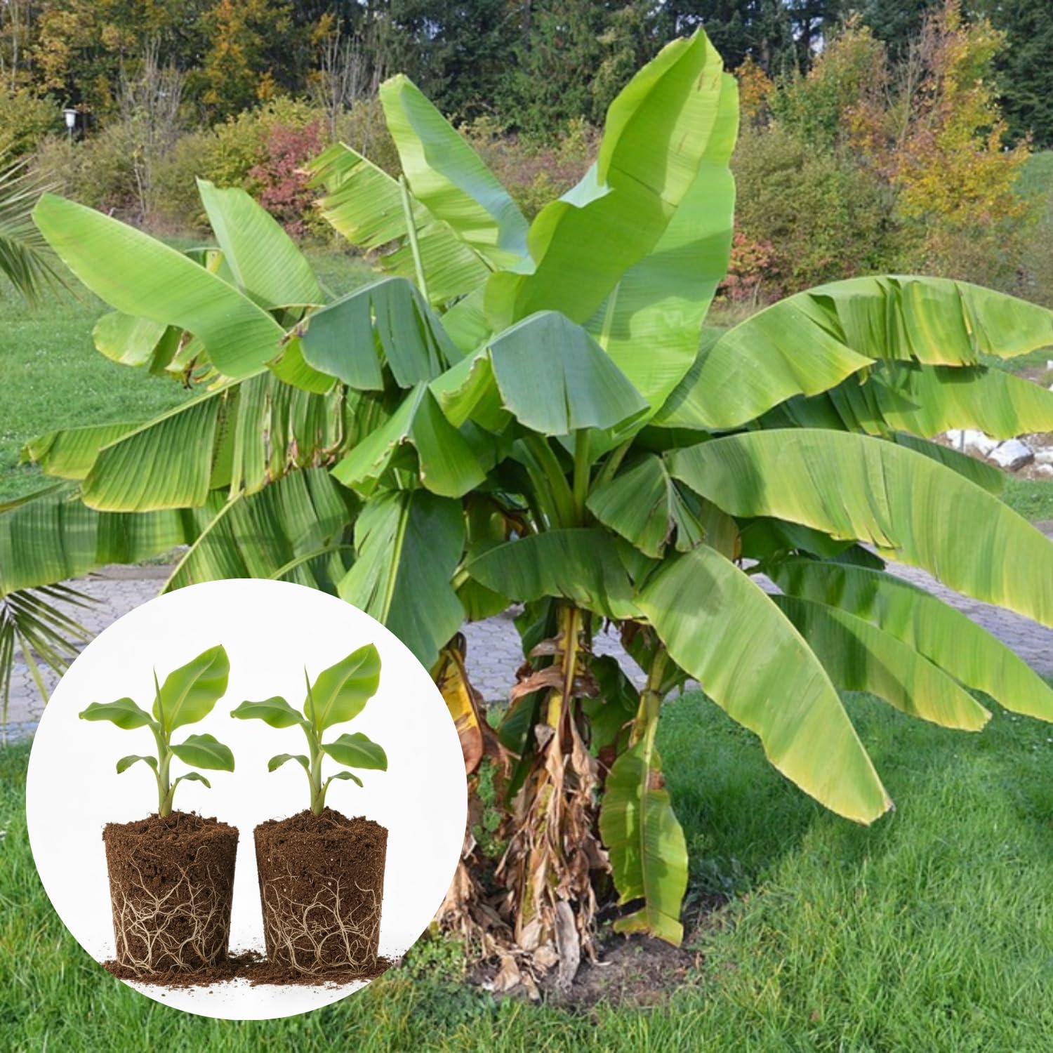 Amazon.com : 2 Basjoo Banana Plants Live, Cold Hardy Banana Tree