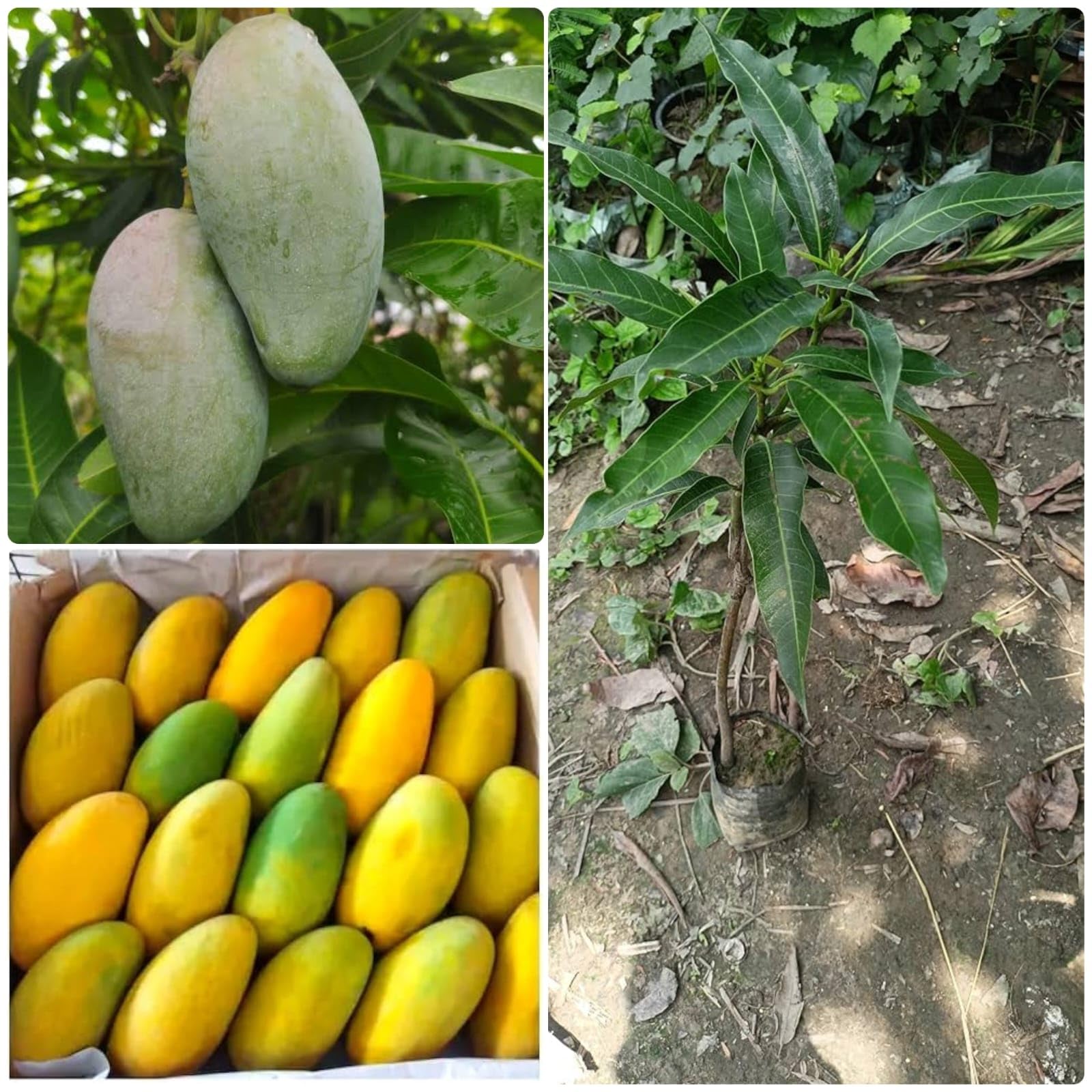 Bahisht Chaunsa Mango Live Plant, Grafted Sapling, 1-2 ft, High-Yielding, Sweet and Juicy Yellow Fruit, Tropical Subtropical Climate