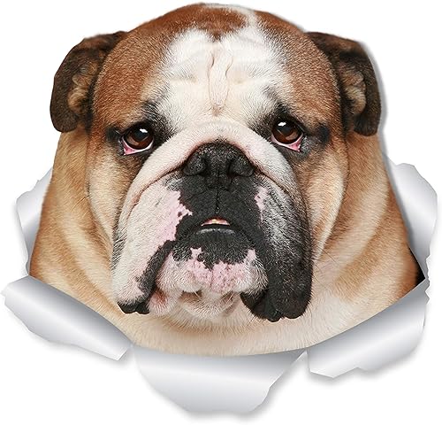 Winston & Bear Calcomanías divertidas de pared de bulldog – Paquete de 2 – Calcomanías 3D de bulldog inglés para paredes, automóviles, inodoro y más