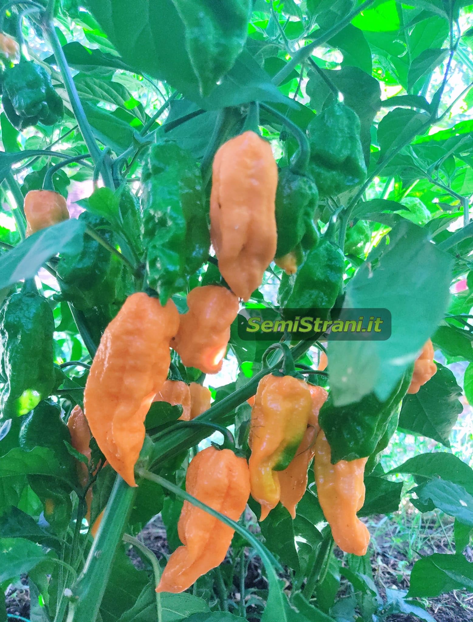 120 Semi Peperoncino In 12 Varietà Piccanti - Carolina Reaper, Scorpion, Habanero - Kit Coltivazione Con Guida - Foto 5