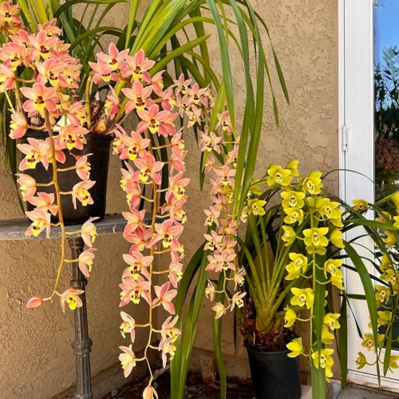 Beautiful Cymbidium Orchid for Planting UK, Hardy Perennial, Excellent Display, Mix Greening Flower, Natural Organic, Wedding, Balcony Garden-5 Bulbs-I โ image 1