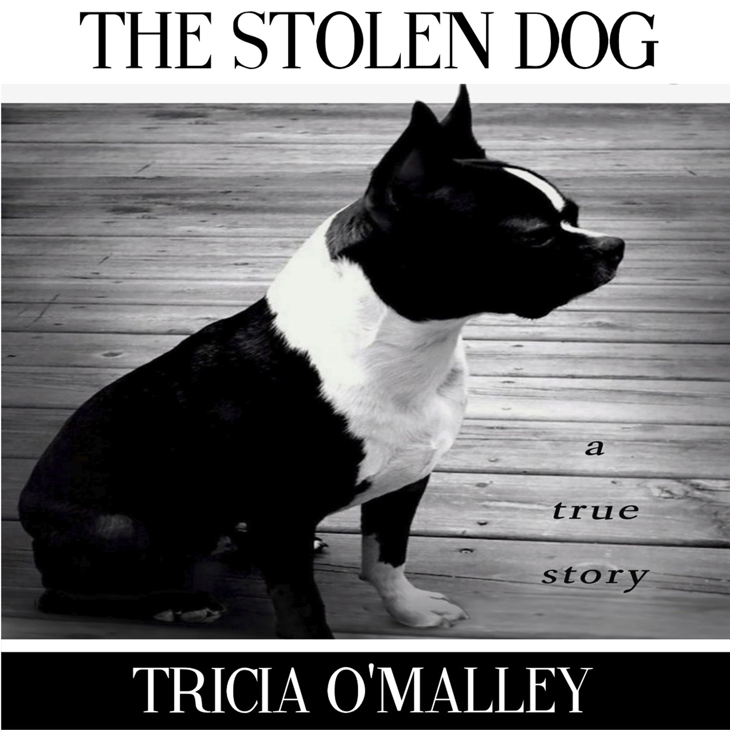 Cover art for The Stolen Dog