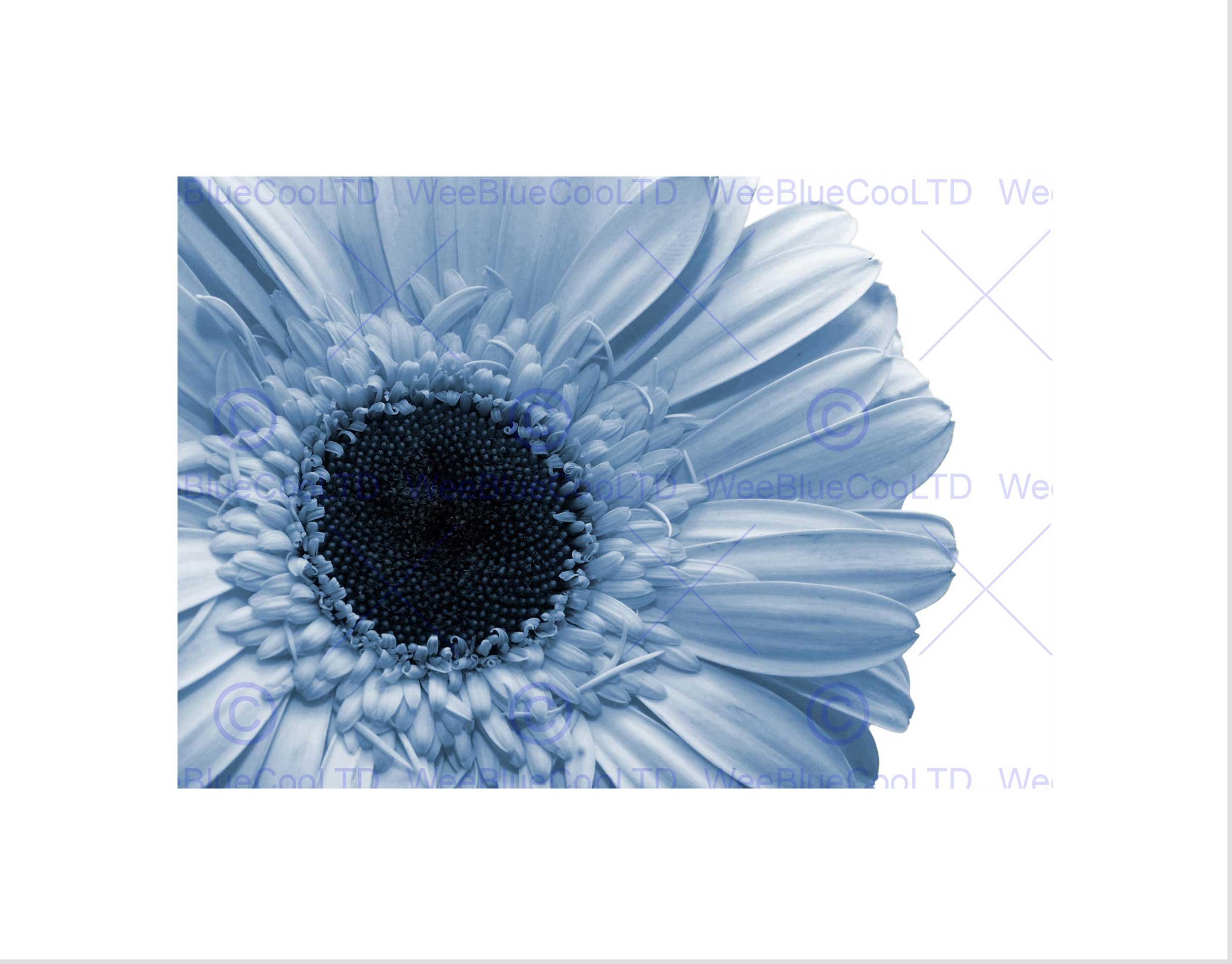 Wee Blue Coo Powder Light Blue Gerbera Flower Art Picture Wall Art Print