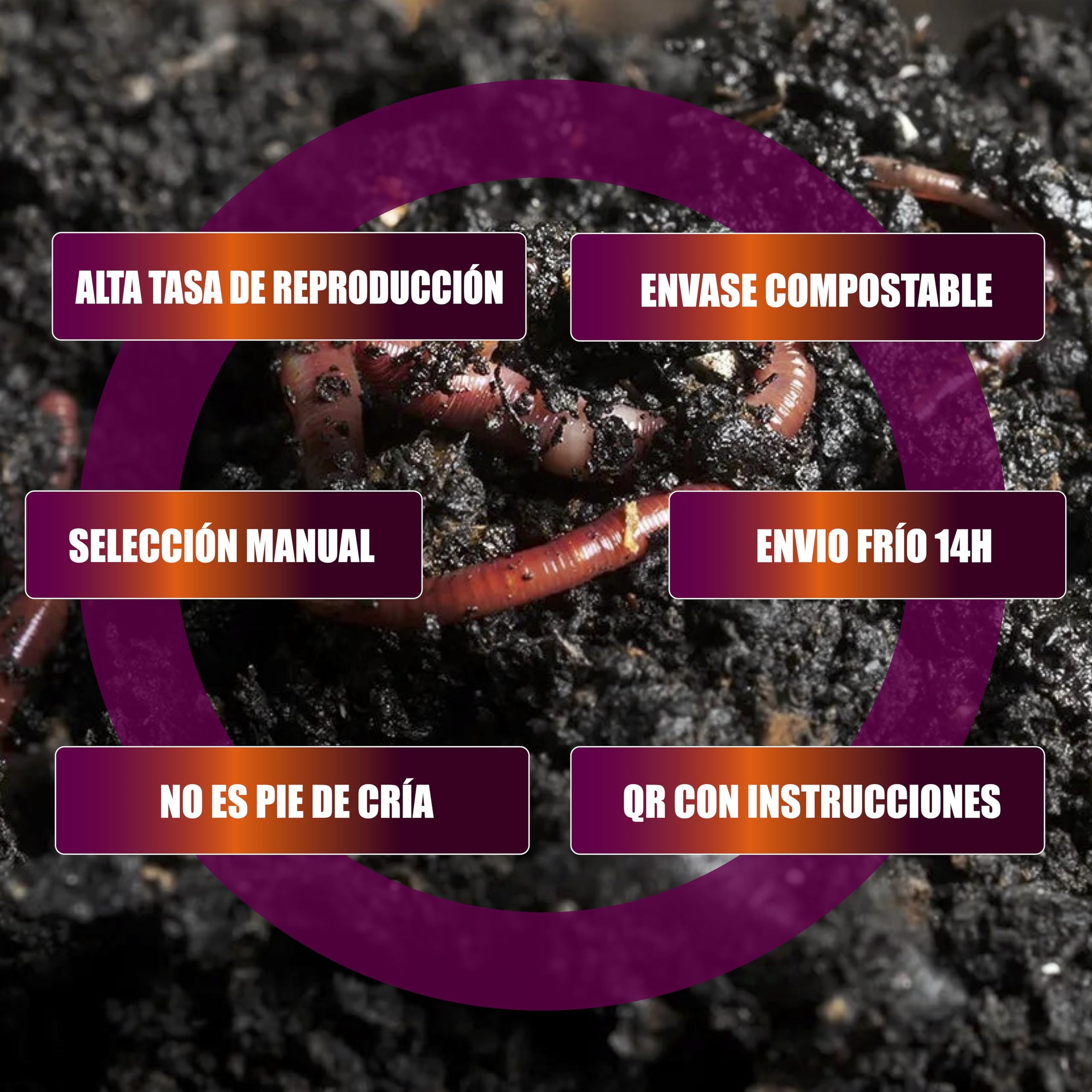 Lombriz Roja Californiana (Eisenia Foetida), 200 Unds - Seleccionadas a Mano - Formatos de 100, 200, 500 y 1000 Unds - Envíos de Lunes a Jueves - Servicio Frío 24H - Envase Compostable.