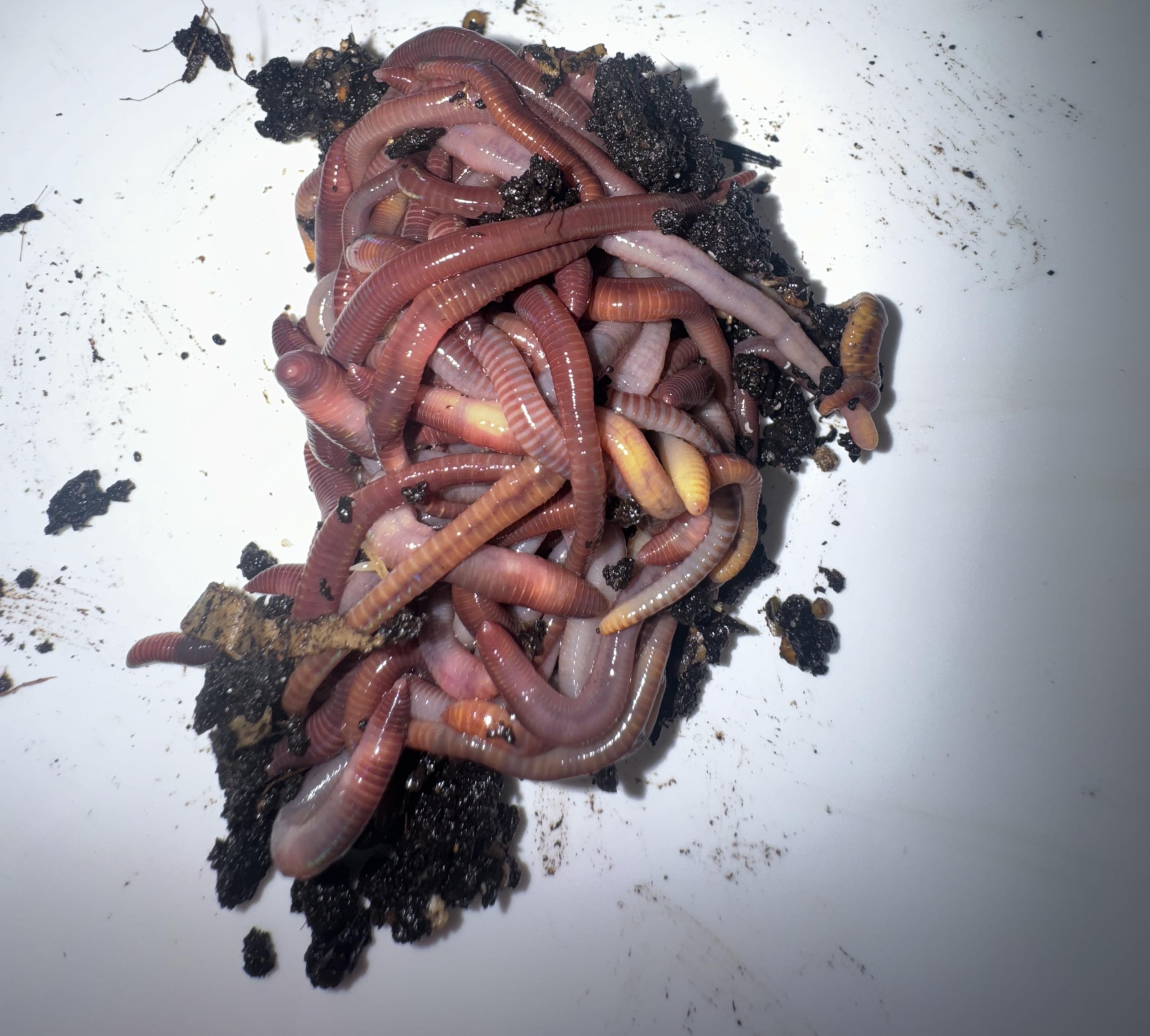 Premium Live Dendrobaena Fishing Worms – Tough, Wiggling Hook Bait for Carp, Perch, and Tench 100g (approx 100 worms)