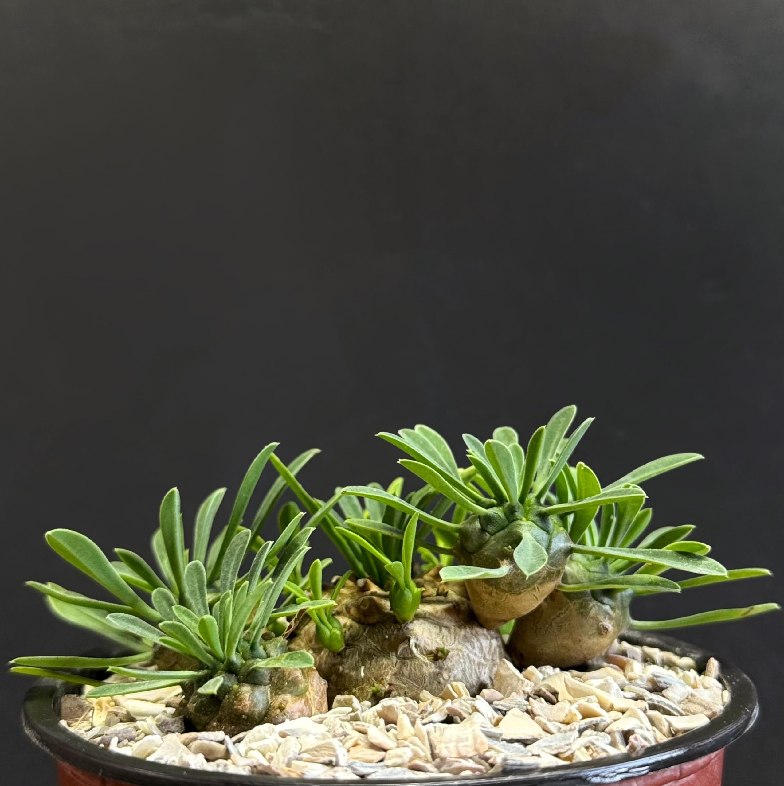 羅本製所 ROBIN miniart Euphorbia decidua 羅本製所 ROBIN miniart Euphorbia decidua