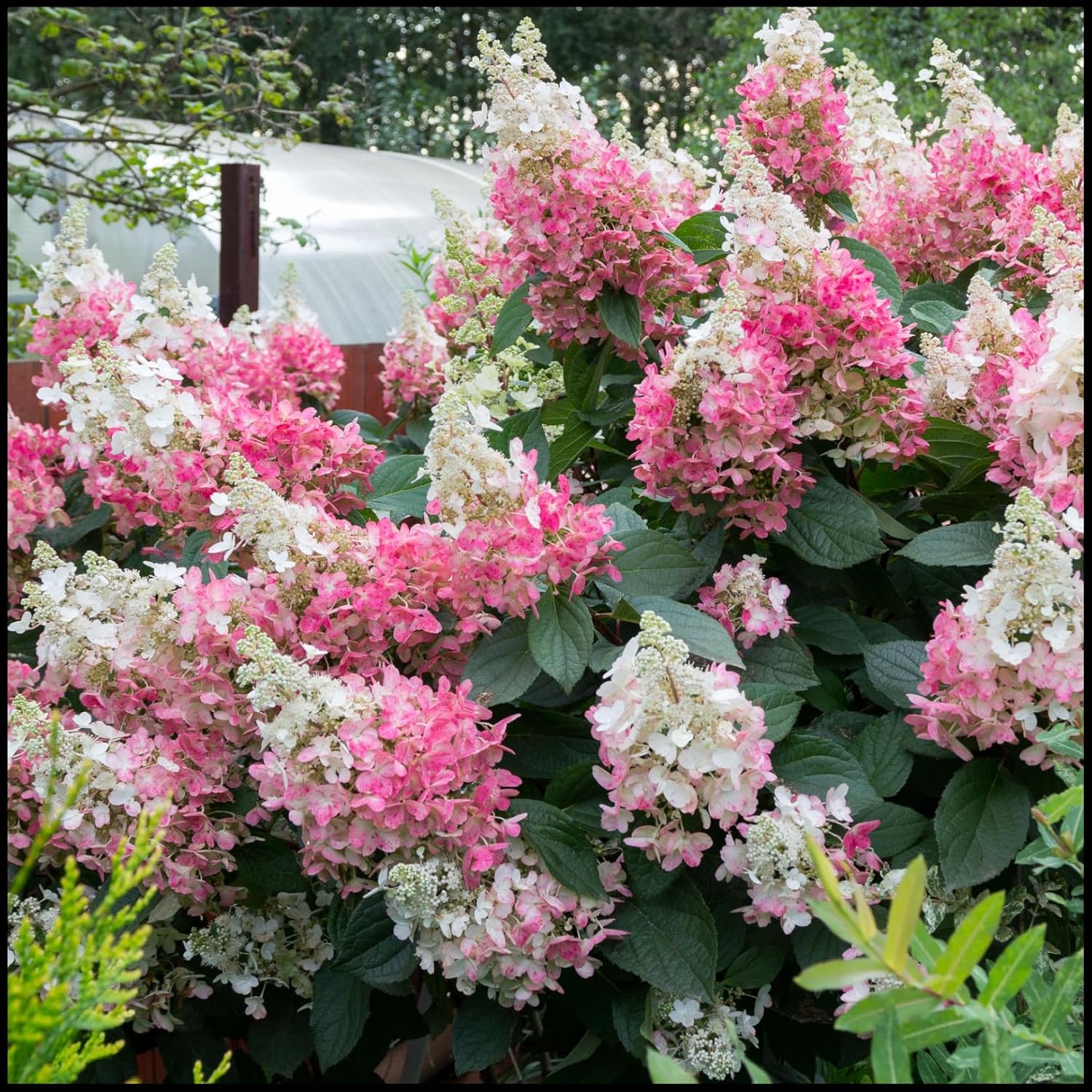 Winterharte Rosenzwiebeln - Mehrjährige Duftende Rosen Für Garten & Balkon