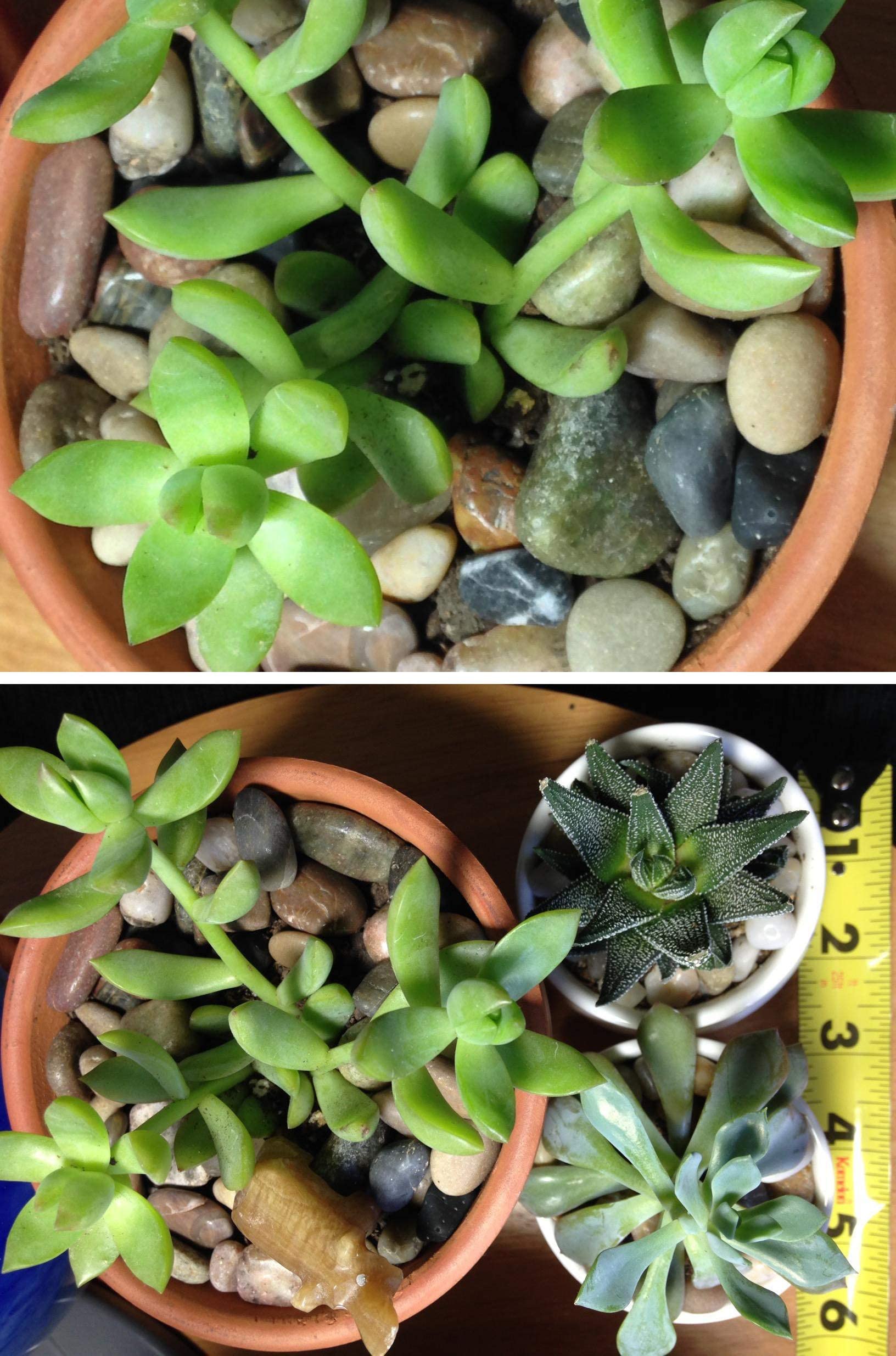 Buy 12 Pounds River Rock Stones, Natural Decorative Polished Mixed