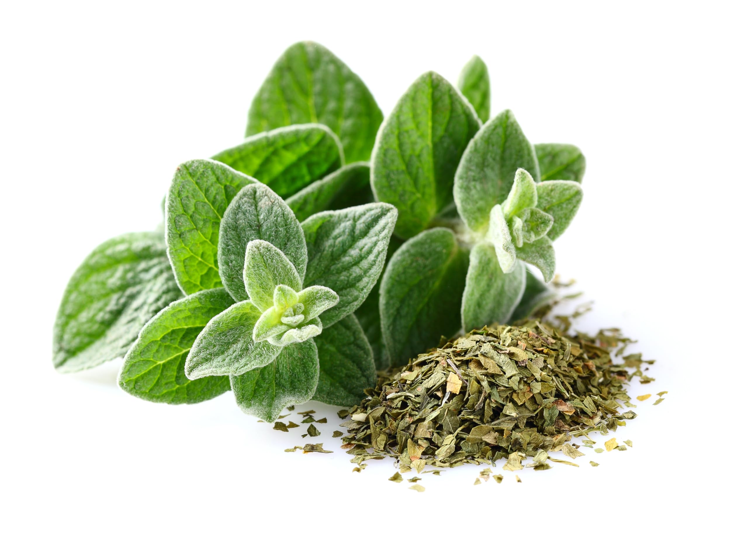 Oregano Plants, 6 x Plug Plant Pack, Herb Plants, Oregano, Kitchen Herbs, Garden Ready and Ready to Plant, Indoor or Outdoor, Premium Quality Herbs