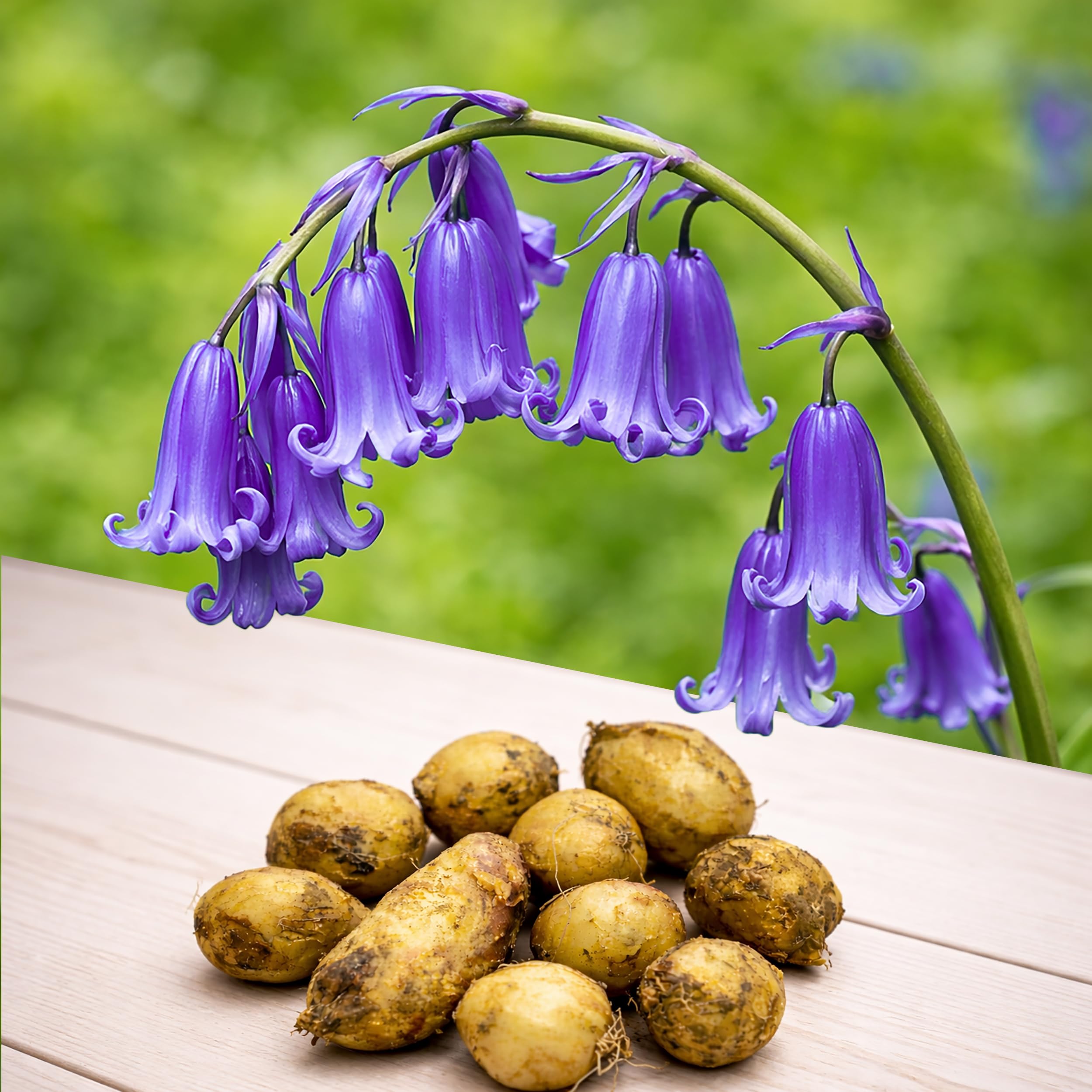10 Hyacinthoides Non scripta Flower Bulbs in the Green, English Bluebell Spring Bloom Bulbs for Planting Shade Garden Plants Woodland Wildflower Naturalising Spring Flowers Bare Root Cottage Style