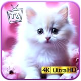 かわいい子猫と猫たち - リラックス