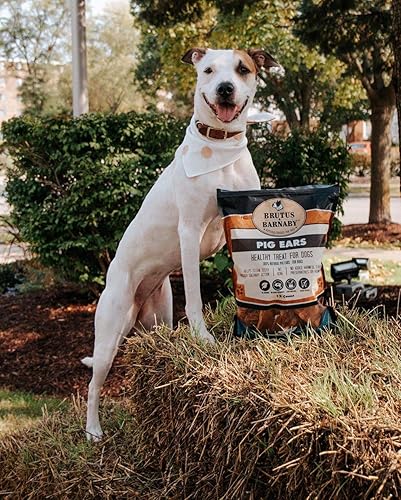 Miniatura 8 de 100 Natural Whole Pig Ear Dog Treat - Our Healthy Dog Pig Ears are Easy to Digest Chemical  Hormone Free Thick Cut Pig Ears for Dogs Aggressive