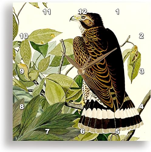 3dRose Wall Clock Silent - 10 inch - Broad-Winged Hawk Bird of Prey Audubon America Vintage Art Print - Bird Designs