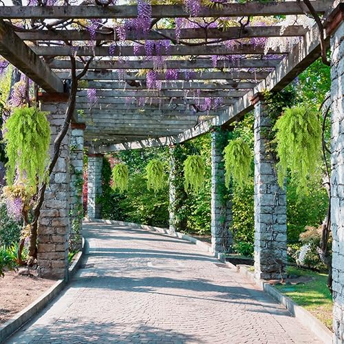 Miniatura 5 de Plantas colgantes artificiales en cesta, falsas plantas de helechos de algas marinas rizadas con cadena de forro de coco, maceta de palma, planta