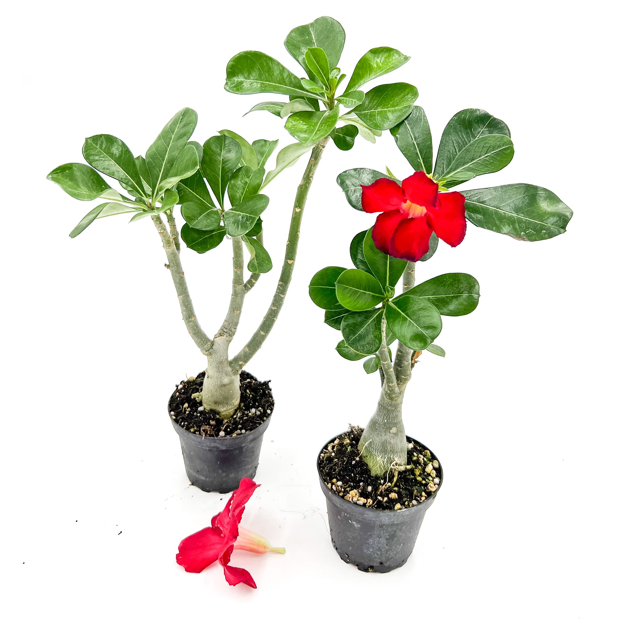 ragnaroc Desert Rose 2ct