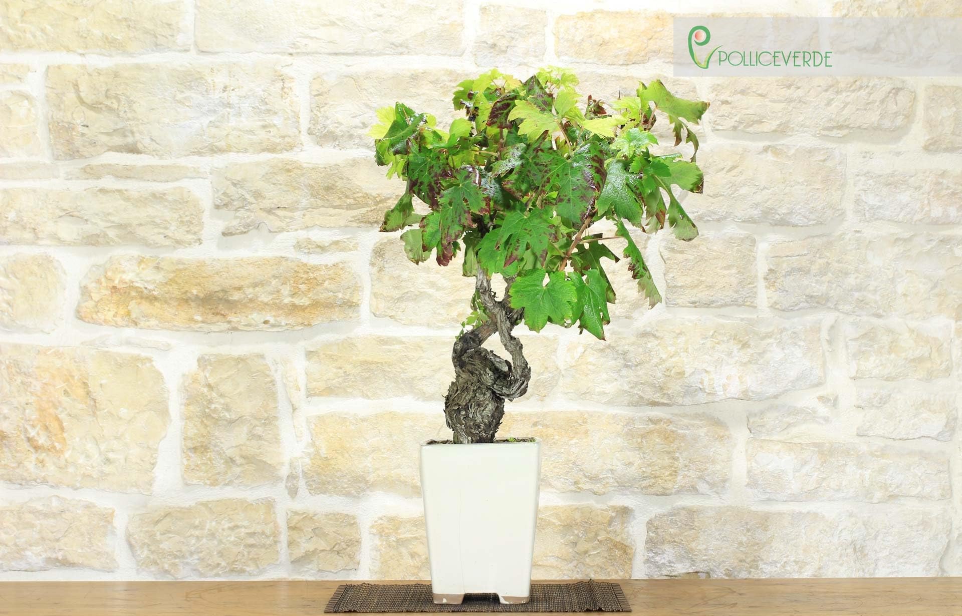 Bonsai di Vite (107)