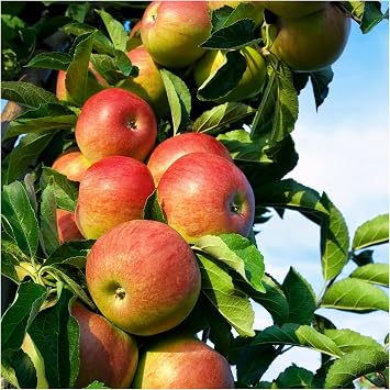 Dwarf Patio Laxton's Superb Apple Tree in 5L Pot, Miniature Tree, Ready to Fruit,Crisp,Sweet,Crunchy & Juicy 3fatpigs