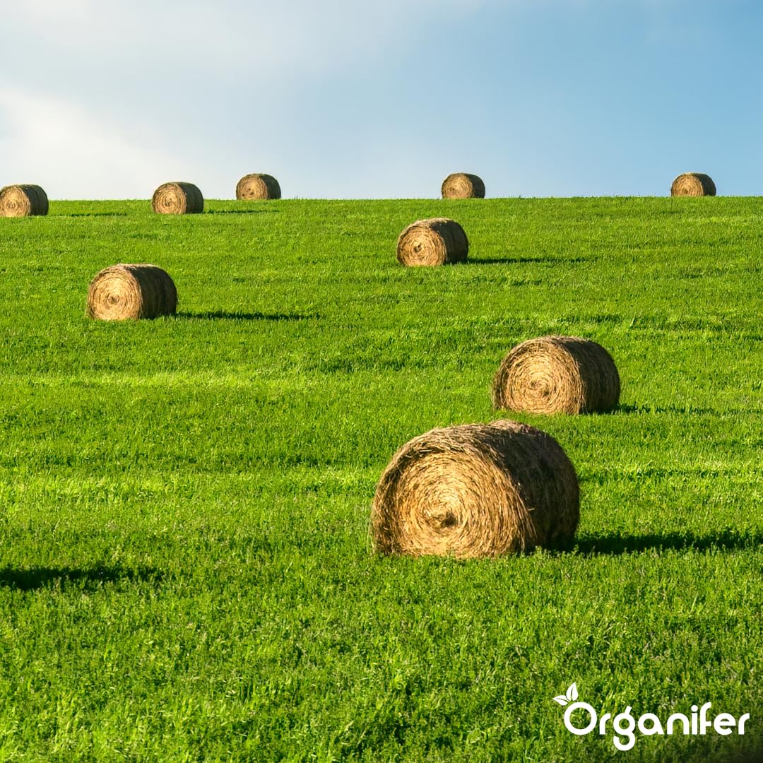 Semillas De Pasto Para Heno - 5kg = 833m² | Mezcla Premium De Heno Y Ensilaje - Nutrientes Para Un Crecimiento Rápido Y Sostenido - Organifer