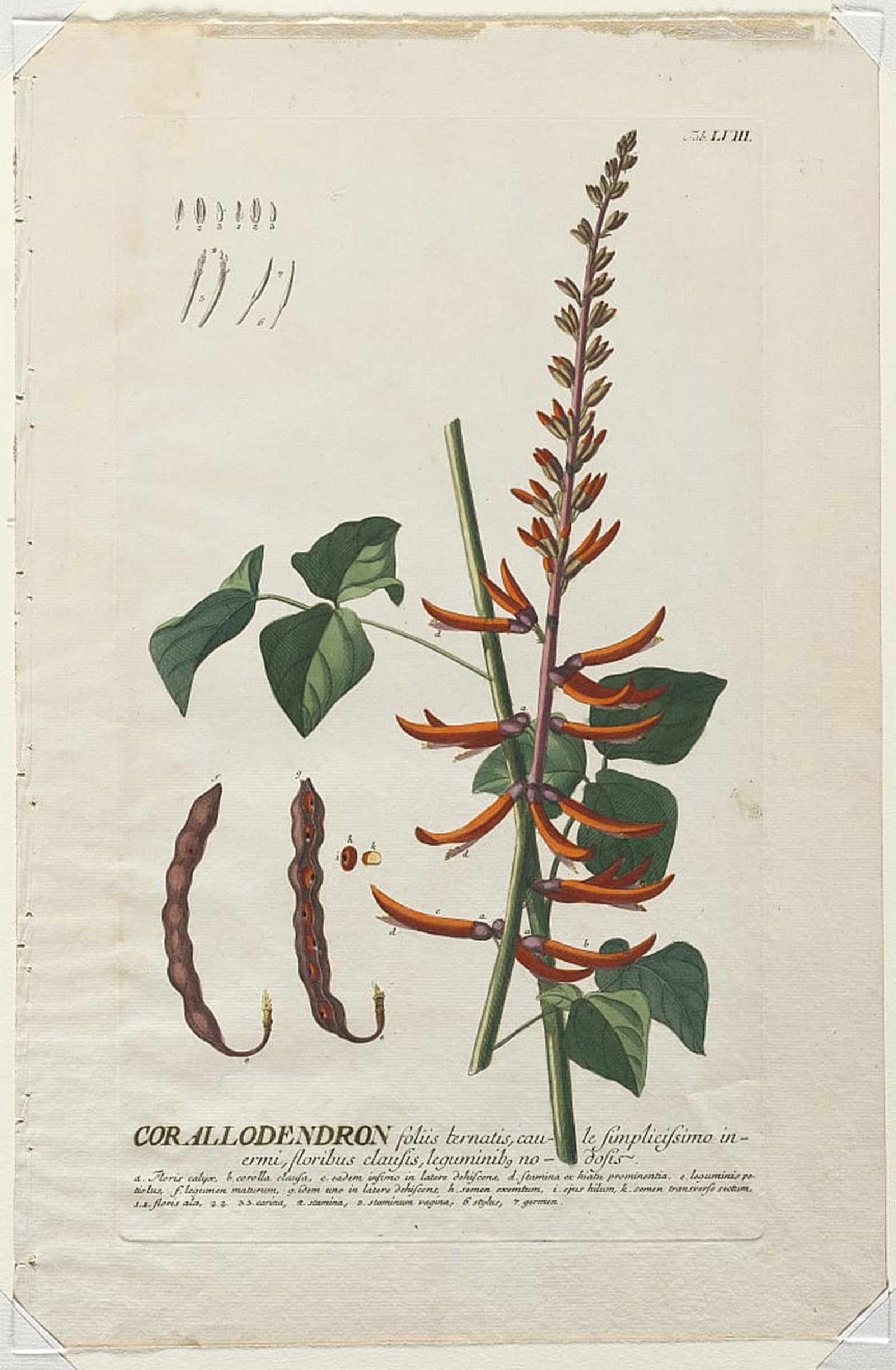 ARTXLXXBN Famous Print Painting Colorful Art Print Plantae Selectae No Corallodendron by Georg Dionysius Ehret Canvas Art Decorations for Home Decor 60x90cm