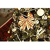 Product Photo 9