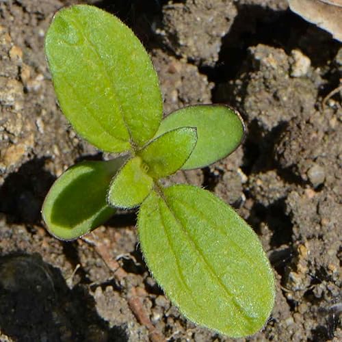 Miniatura 6 de Seed Needs Más de 300 semillas de girasol grandes a rayas grises de mamut para plantar Helianthus annuus Estas flores gigantes de sol atraen