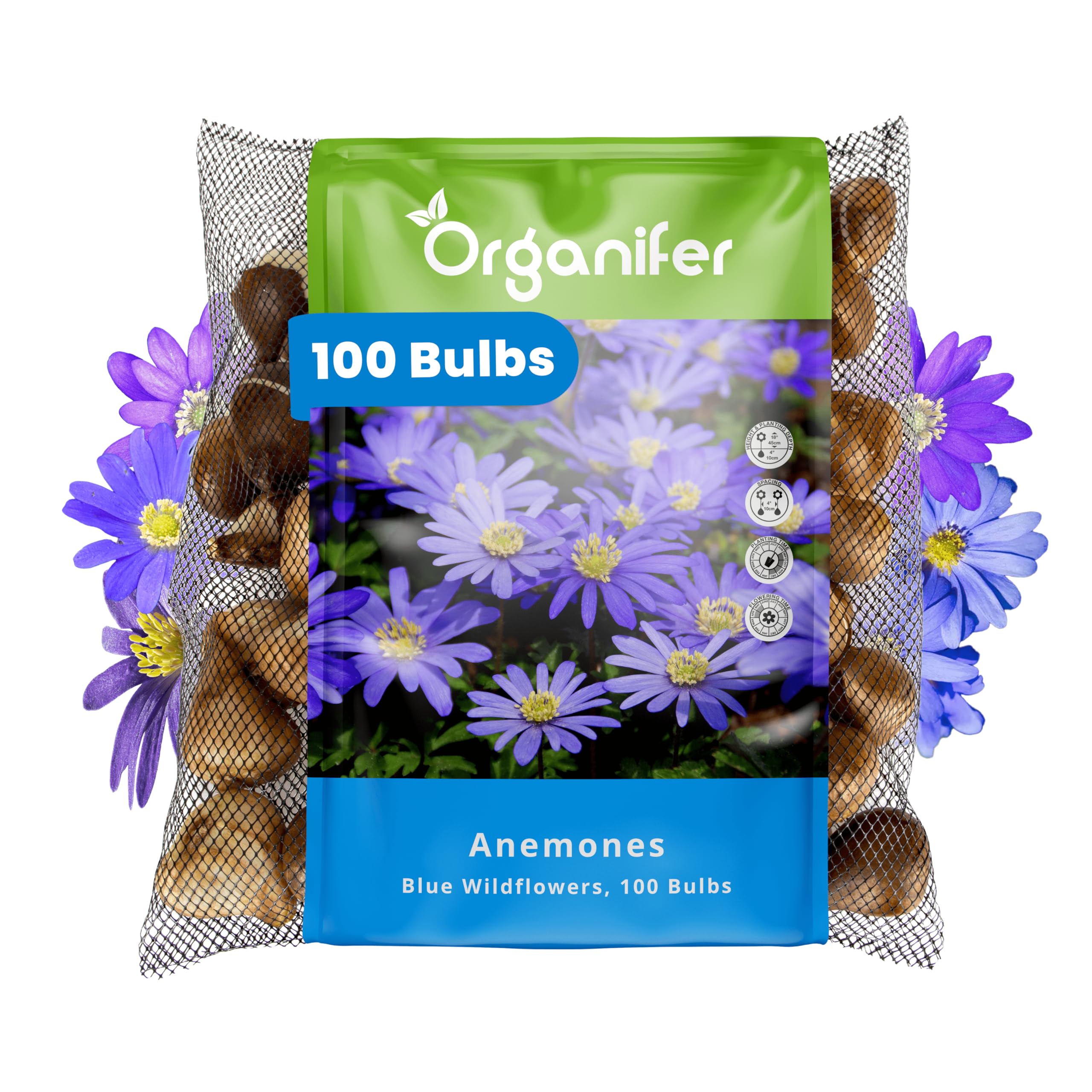 100 Bulbos De Anémona - Bulbo XXL De - 5cm