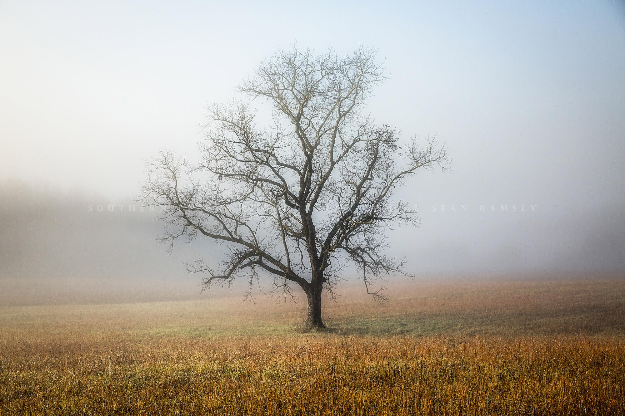 Nature Photography Print (Not Framed) Picture of Tree Shrouded in Fog on Autumn Morning in Great Smoky Mountains Tennessee Appalachian Wall Art Minimalist Decor (4