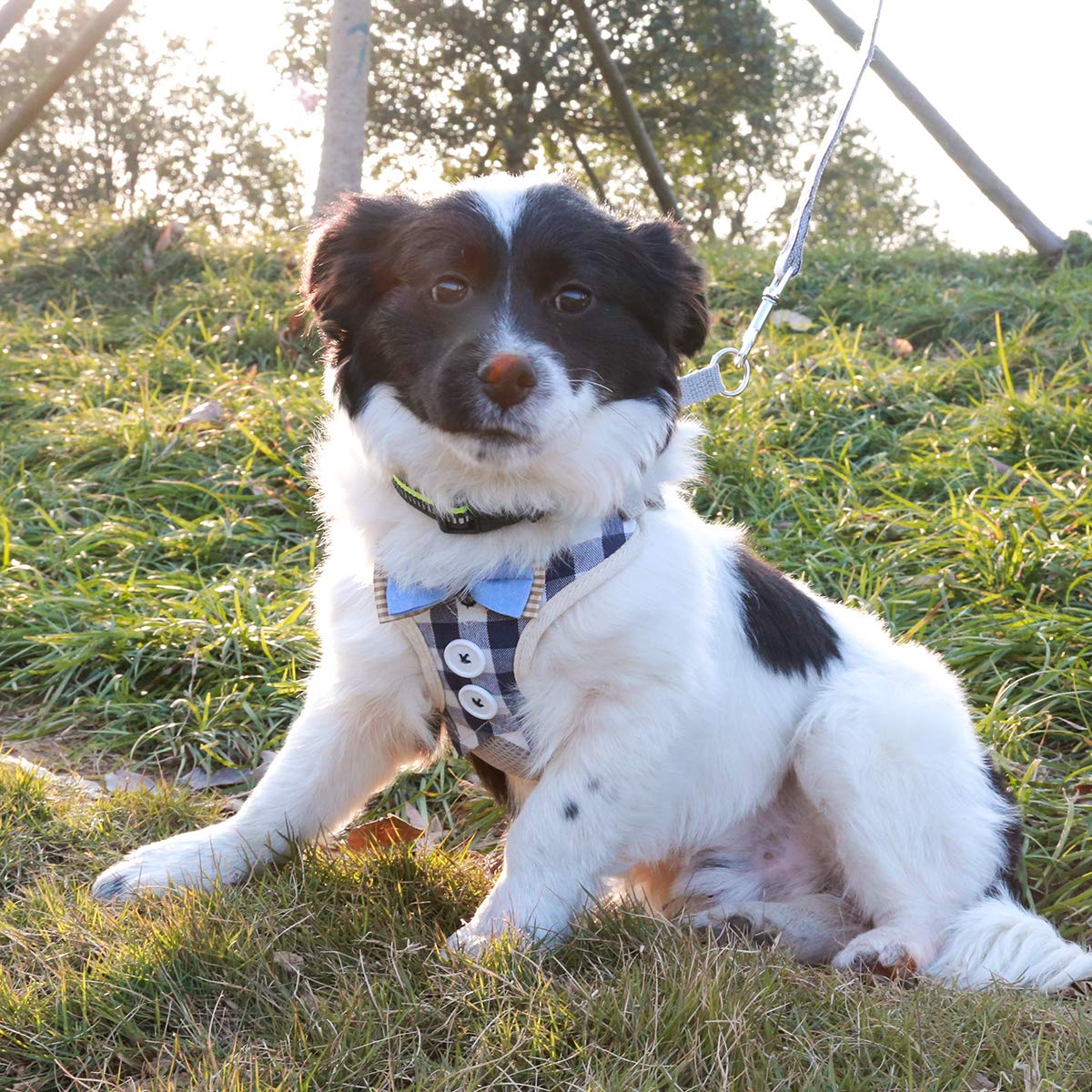 Voopet Hundegeschirr & Leine Set – Leicht & Bequem Mit Weichem Netzstoff – Kein Ziehen, Kein Würgen – Reflektierend – Größe M Für Kleine Hunde & Welpen