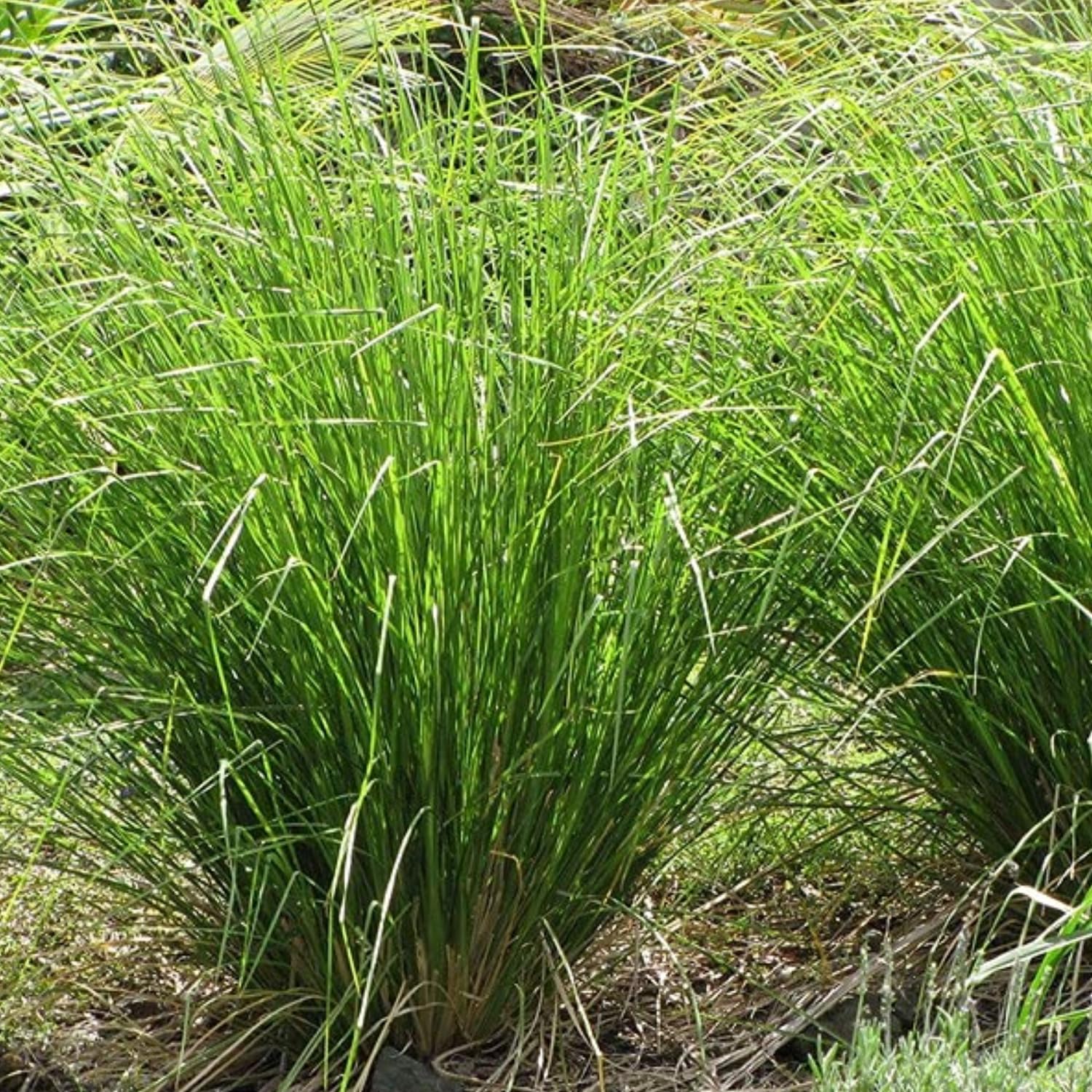 Hug A Plant | Ramacham/Vetiver/Khus Roots Medicinal Live Plant (Home & Garden) (B0CJTZVLKX) Amazon Price History, Amazon Price Tracker