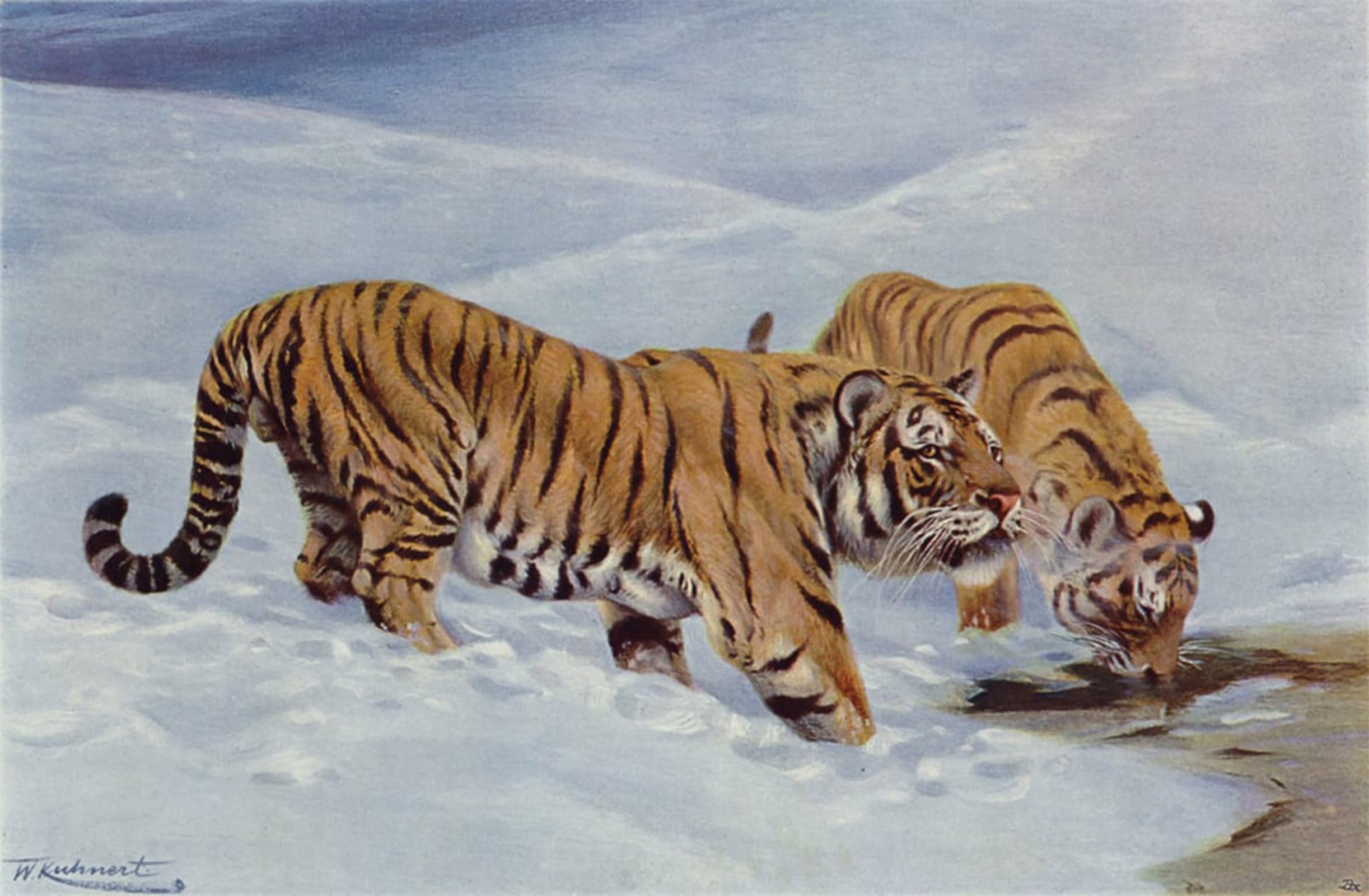 Serendipitp No Frame Vintage Picture Print On Canvas Wall Art Poster Manchurian Tiger By After Wilhelm Kuhnert Artwork Print Poster For Wall Decor 60X90cm