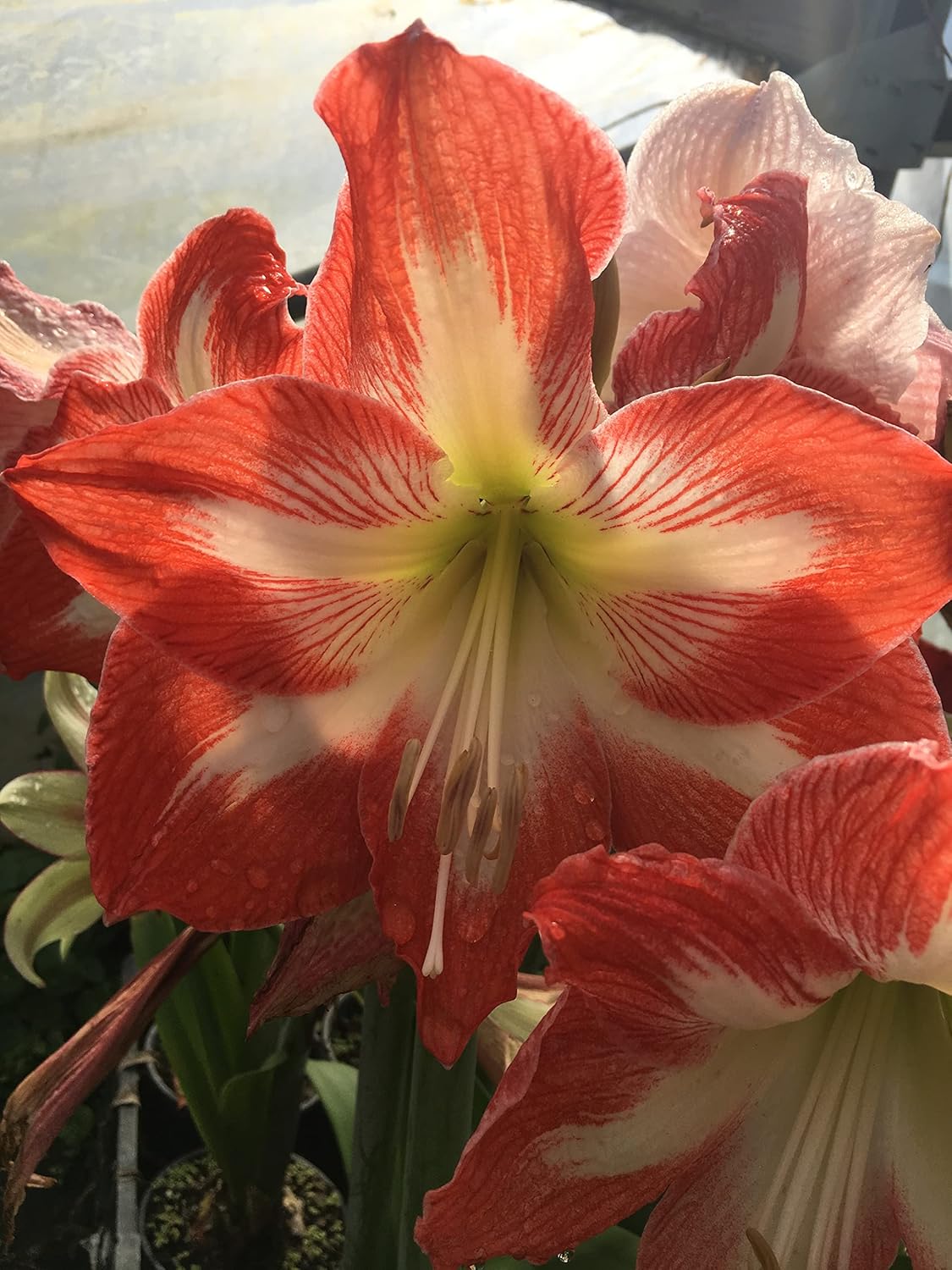 Amaryllis Minerva Huge Bulb 28-36cm! Great Holiday Gift! Easy Grow Bulbs!