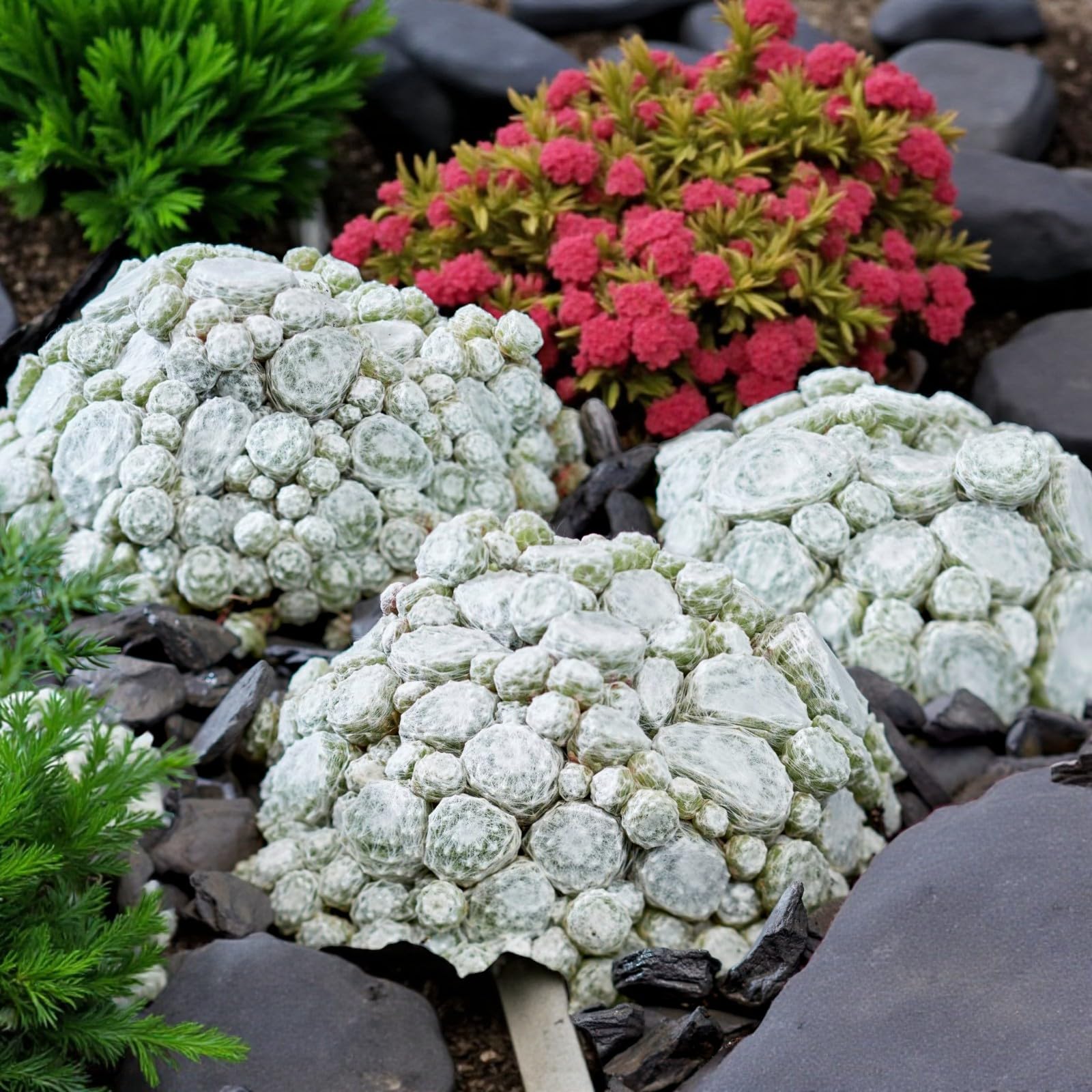 Carbeth Plants Sempervivum Arctic White in 10.5cm Pot - Hardy Succulent - Compact Alpine Plant with Silvery Rosettes - Drought Tolerant Rockery or Container Plant (2)
