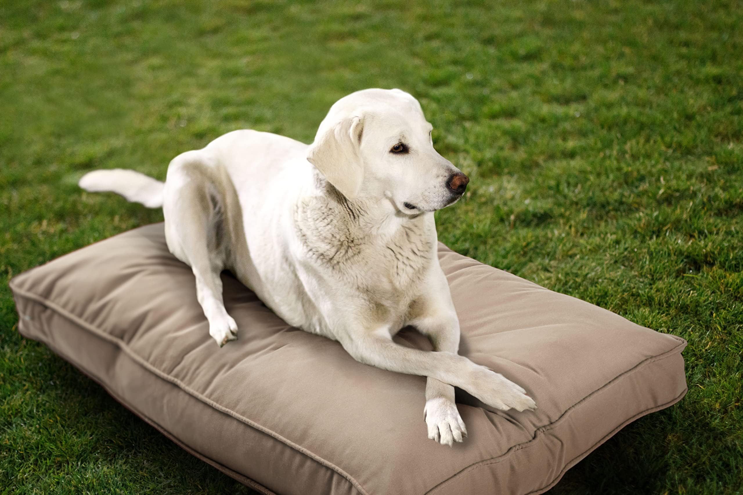 Sherry Kline Sunbrella Double Sided Dog Bed for Indoor/Outdoor,Washable Cover & Chew Proof, Pets Mat for Multipurpose, Easy Care & Pet Safe Products (Small, Polyester, Sand, 26”x18”x 3")