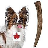 Deer Antler Dog Chew Toy - Deer Antlers for Dogs - Small Whole (4-6 Inches) Canadian Antler Dog Chew