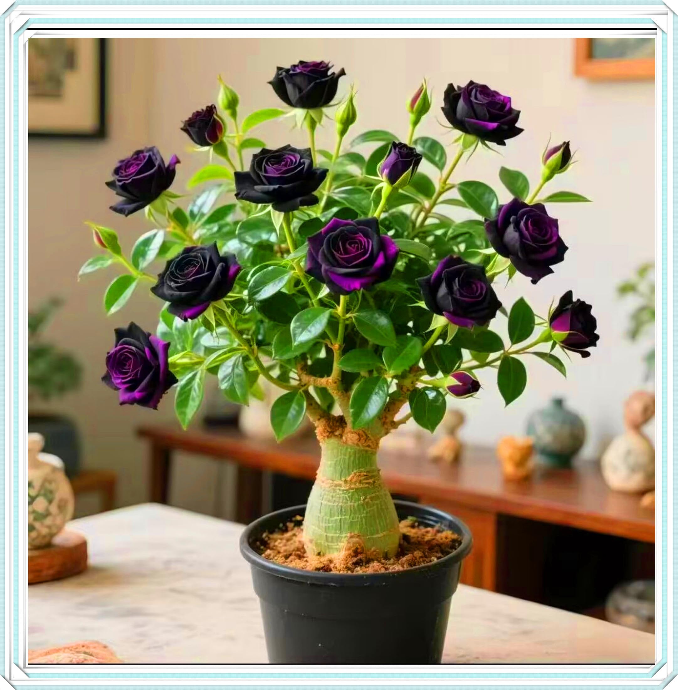 Desert Rose Bulbs, Golden Beautiful, Desert Rose Plant Bulbs, Adenium obesum Plant, Mix Wedding Flowers, 1Bulbs-D — image 1