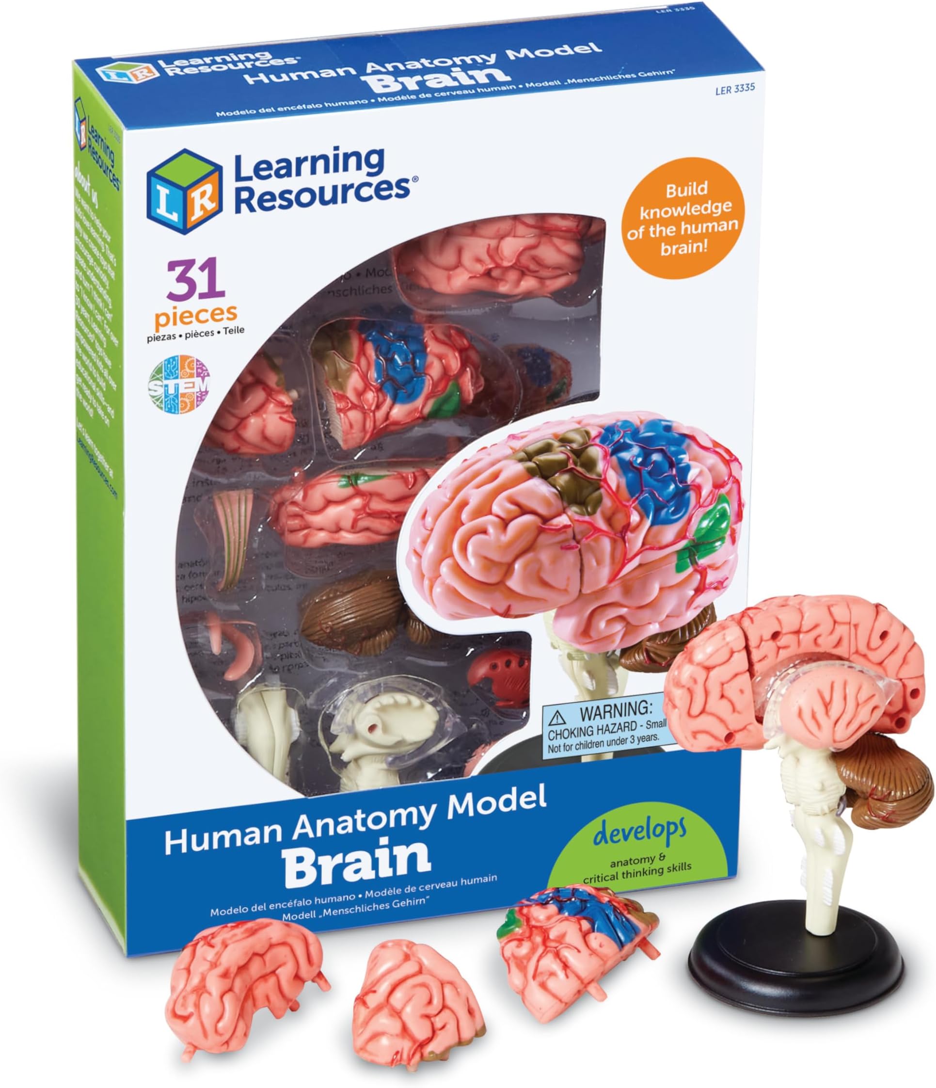 Learning Resources Brain Model - Anatomy and Science Classroom Must Haves, Neuro Health and Human Body Model, STEM Study Tools, Back to School Kits, Homeschool Gifts for Students
