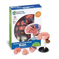 Learning Resources Modello Anatomico Cervello Umano, Miniatura Realistica da 10 cm