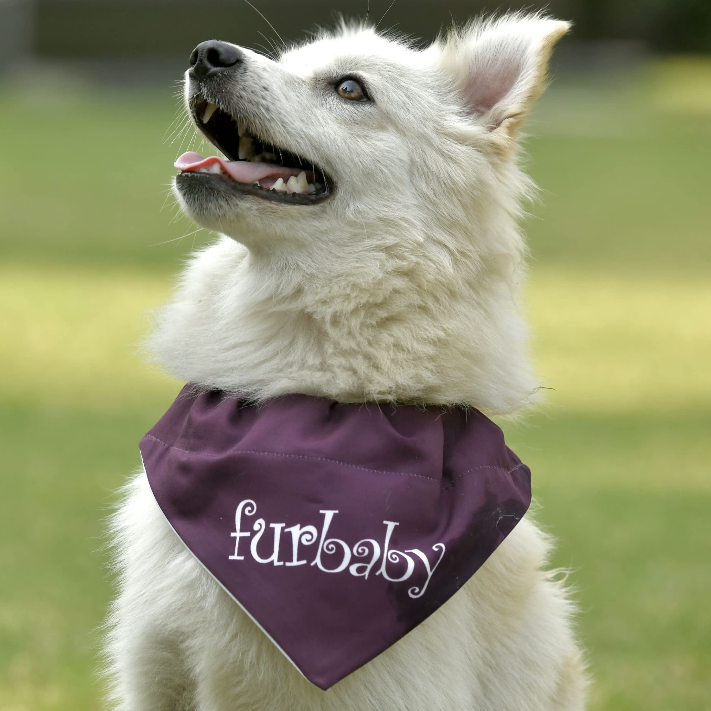 See full amazon price history chart for GROOMSOME Purple Dog V-Bandana/Dog Scarf (Size: Small) Pack of 1 GROOMSOME Purple Dog V-Bandana/Dog Scarf (Size: Small) Pack of 1 (B09L58ZHM8) Amazon Price History, Amazon Price Tracker