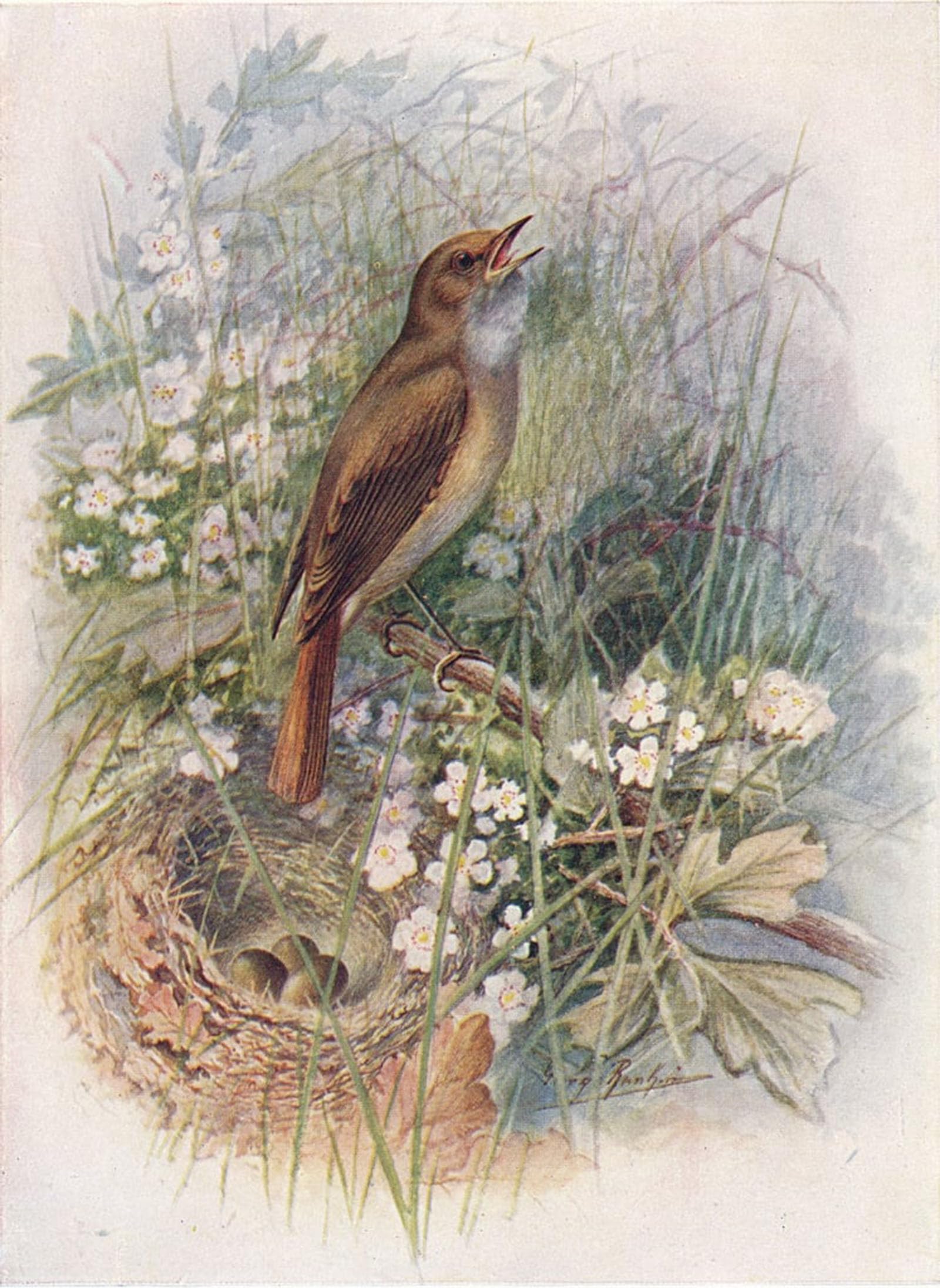 POSTERIIk Vintage Print Pop Art Landscape Artwork Nightingale Daulias Luscinia by George Rankin Art Prints for Office Home Decor 60x90cm