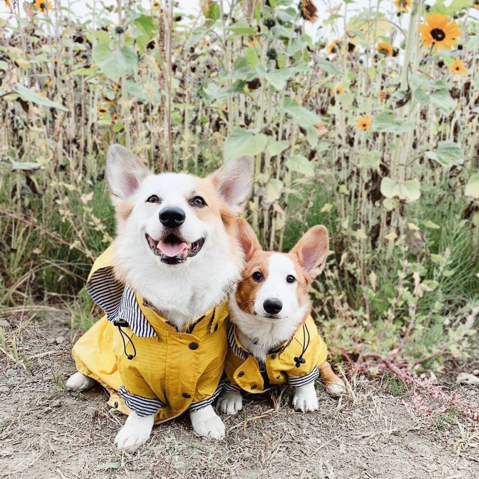 Impermeabile per cani, Impermeabile for cani da compagnia, impermeabile for cani, con cappuccio, regolabile, elegante, con cappuccio rimovibile for cani