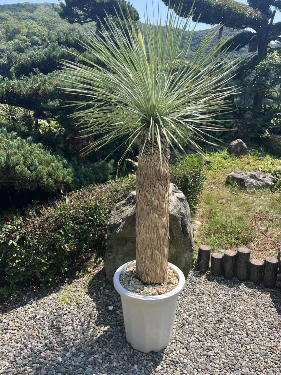 Amazon.co.jp: 大型 極太 1m57cm ユッカ ロストラータ 発根 耐寒性-15