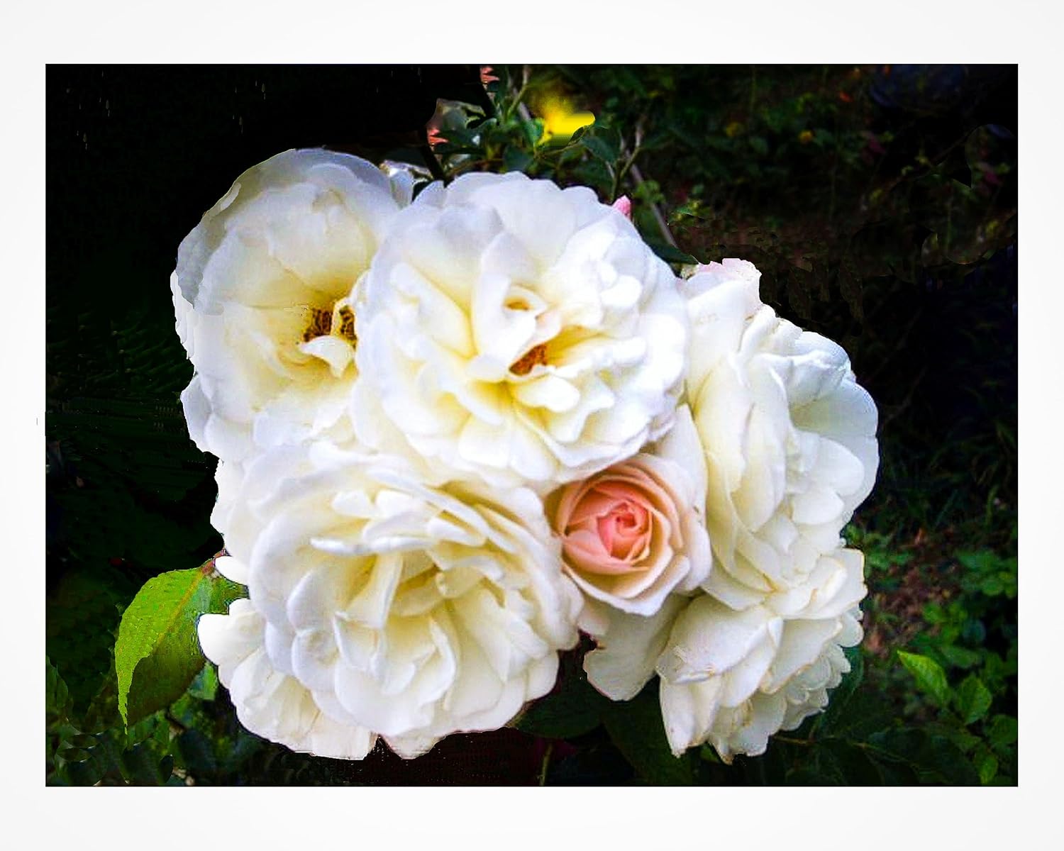 Prom Queen Climbing Rose - Antique Heirloom Rosa Hybrid - Live Plant - Perpetual Fragrant Double White Pink Flower - Emerald's - Starter Size - 4 Inch Pot