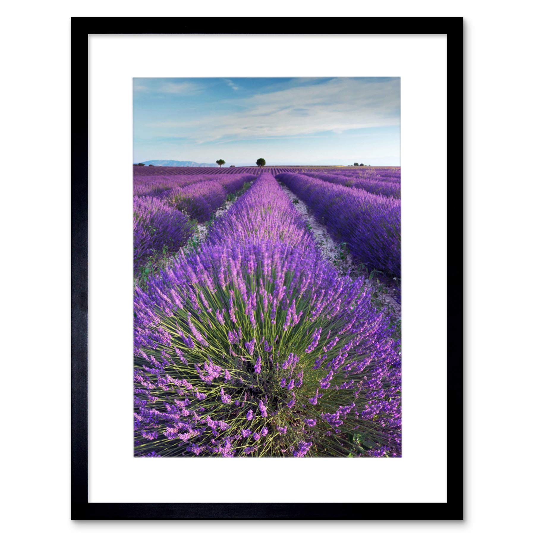 Wee Blue Coo Lavender Provence France Morning Flowers Photo Picture Framed Wall Art Print
