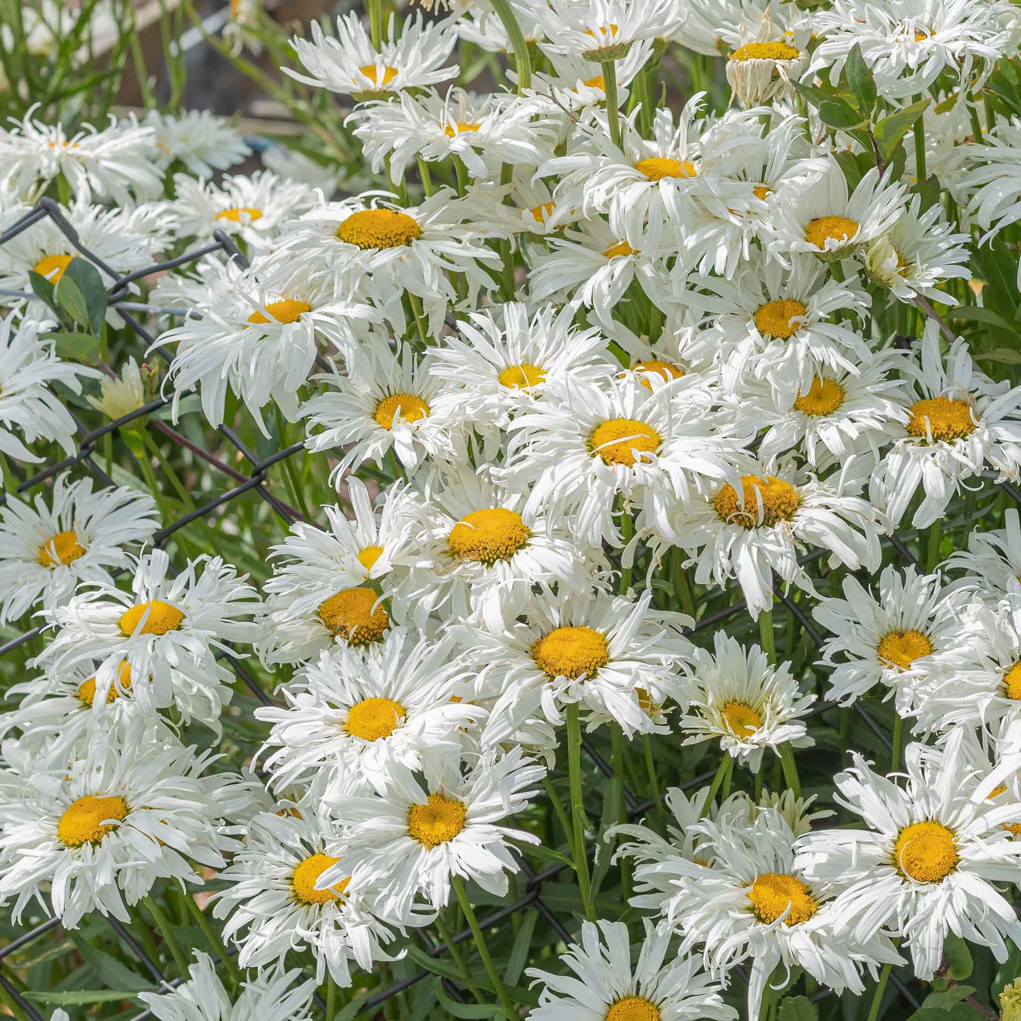 ※Daisy Amazon.com : Eden Brothers Daisy Seeds (Shasta) - Crazy Daisy
