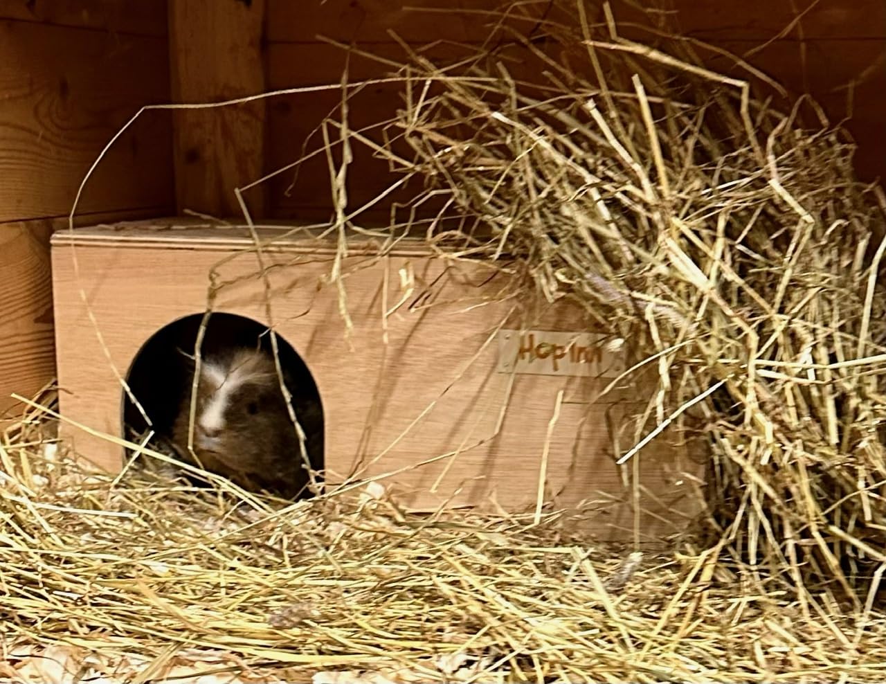 Guinea Pig Hideaway House Tunnel or Shelter 40 cm Long x 20 cm Wide x 18.5 cm Readymade - Won't Tip Over, Built to Last, Handmade in the UK (Natural Finish)