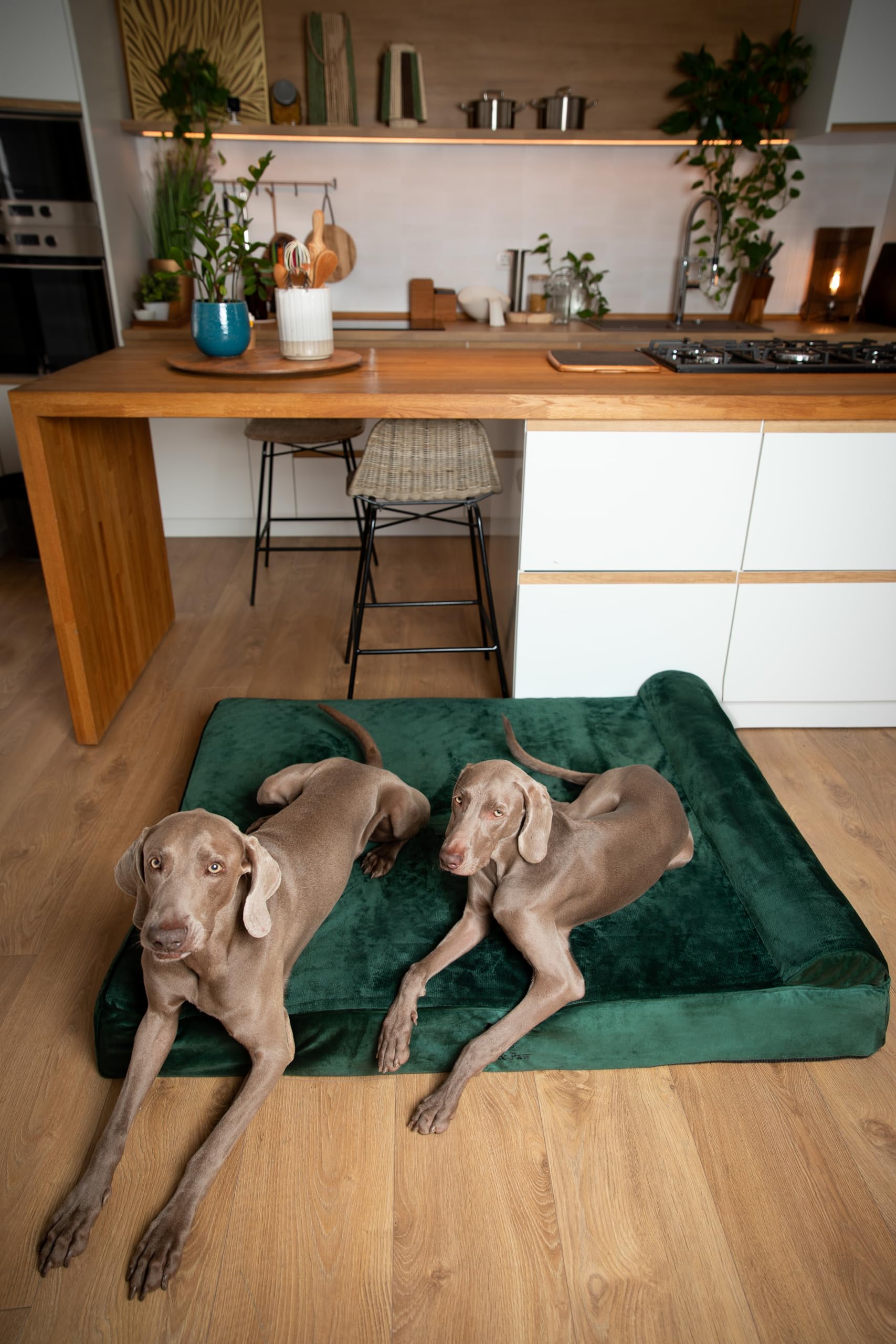 Noah & Paw Giant Pies Legowisko XXL 55x45x11 cale, Orthopedic Pies Beds, Eggshell Memory Pianka Infused z Żel chłodzący, Wodoodporny, Machine Można prać (Velvet Kolekcja)